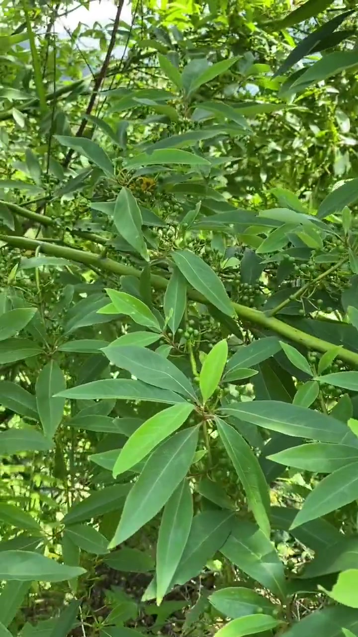 山胡椒原本的样子 木姜子