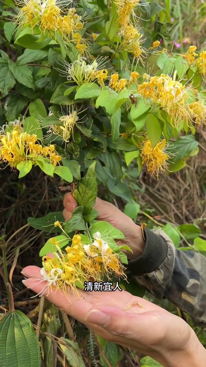 野生金银花 金银花 三农 我的乡村生活