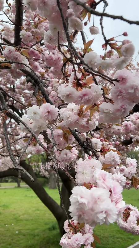 日本八重樱每年四月中旬开花,八重樱是樱花品种之一,随手一拍-度小视