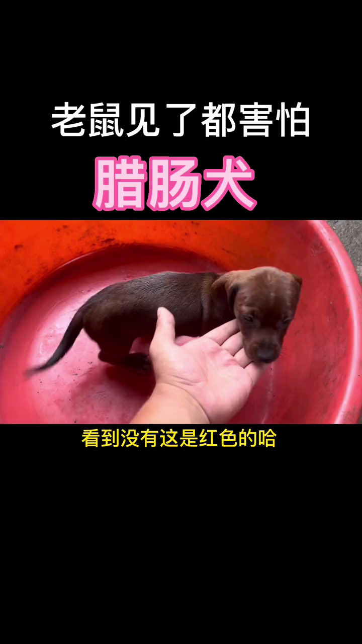 腊肠犬 腊肠 小鹿犬 迷你杜宾