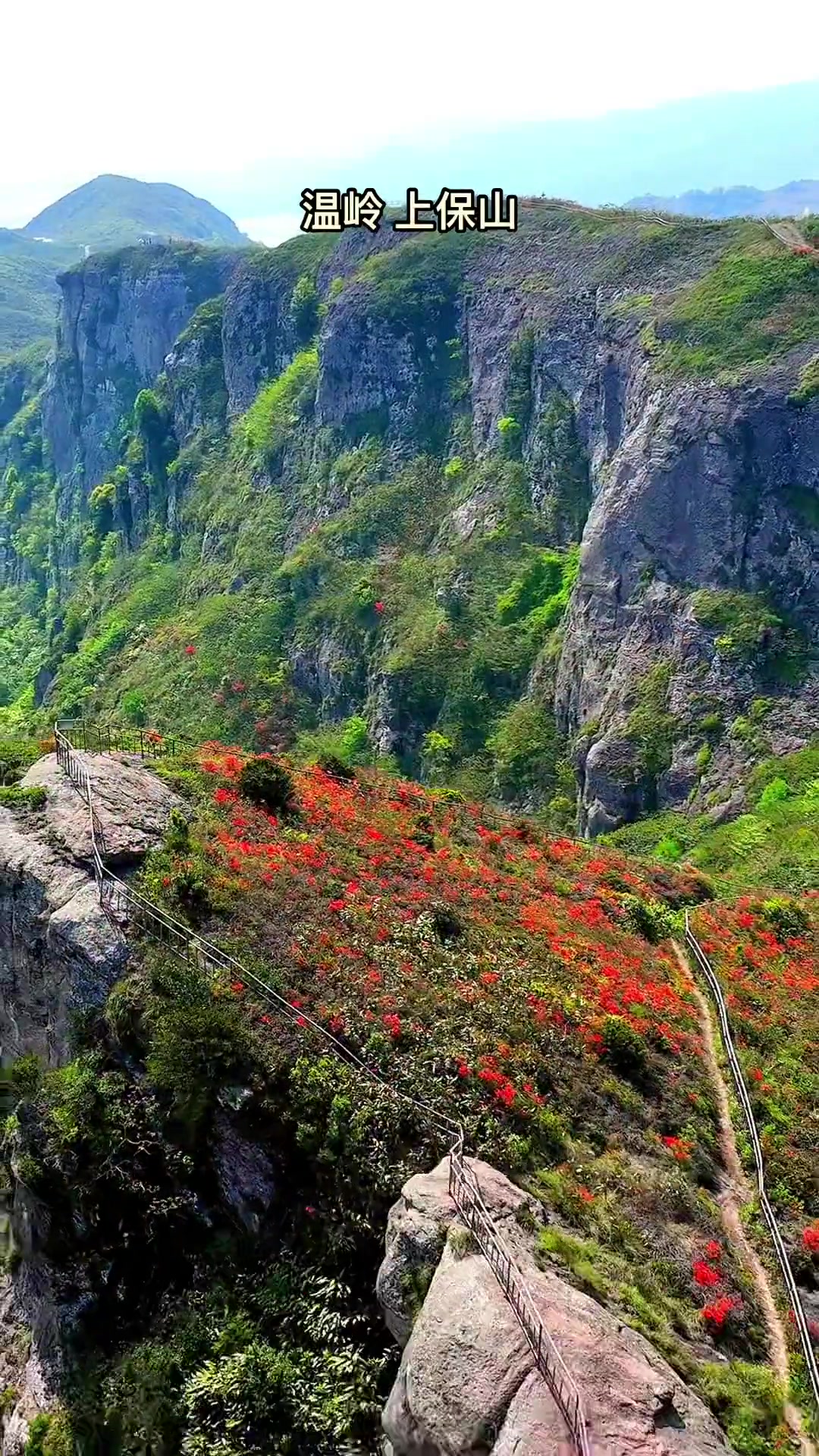 温岭上保山的杜鹃花已经盛开,漫山遍野美极了,主峰485米海拔,爬上去很
