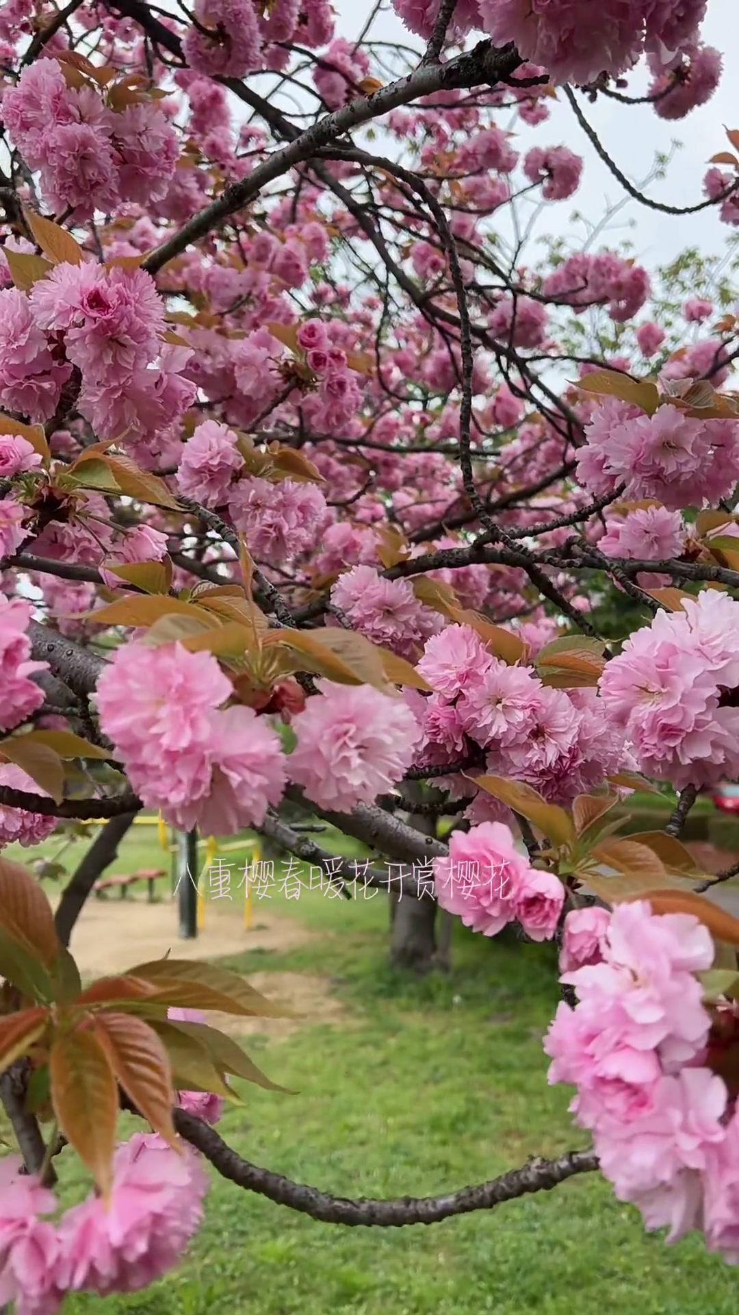 日本八重樱每年四月中旬开花,八重樱是樱花品种之一,随手一拍-度小视