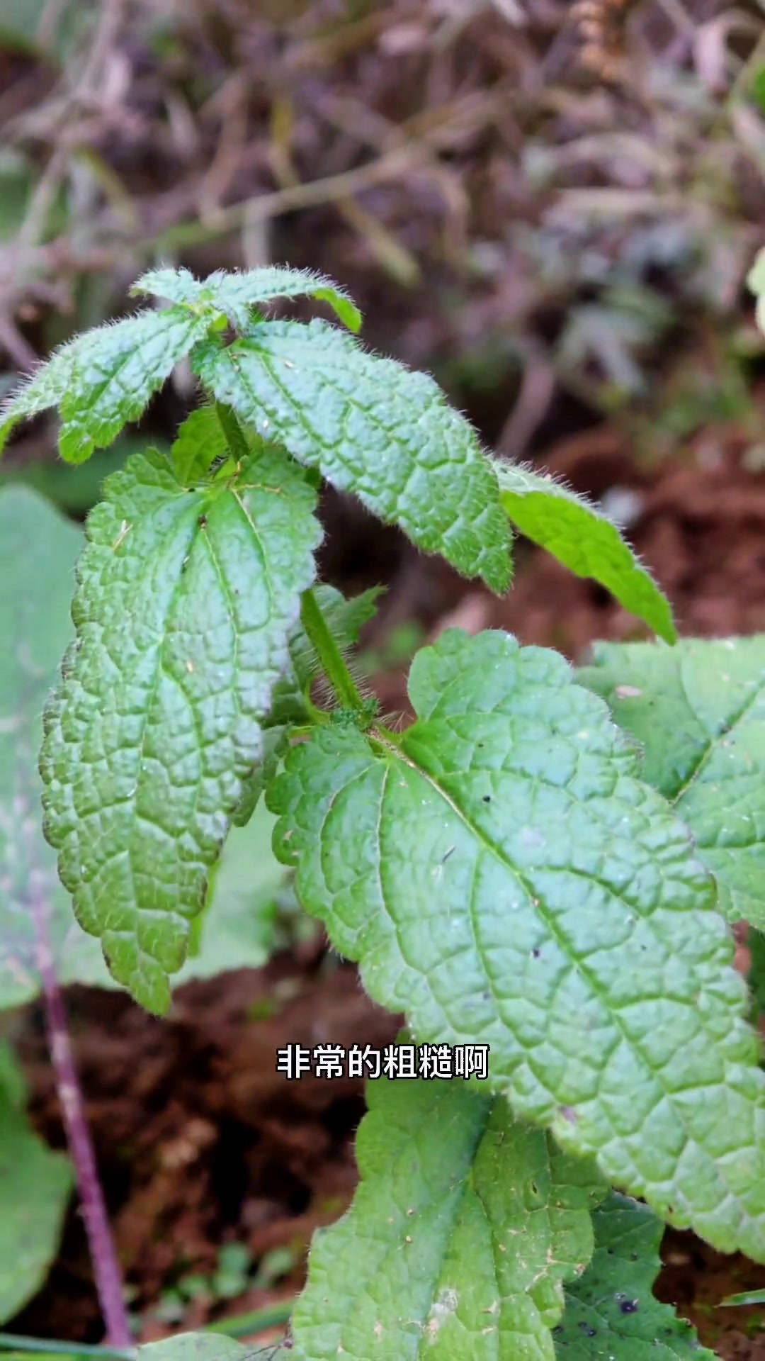 甘露子又名宝塔菜,地蚕,土人参,螺蛳菜,你可能吃过,它的苗你