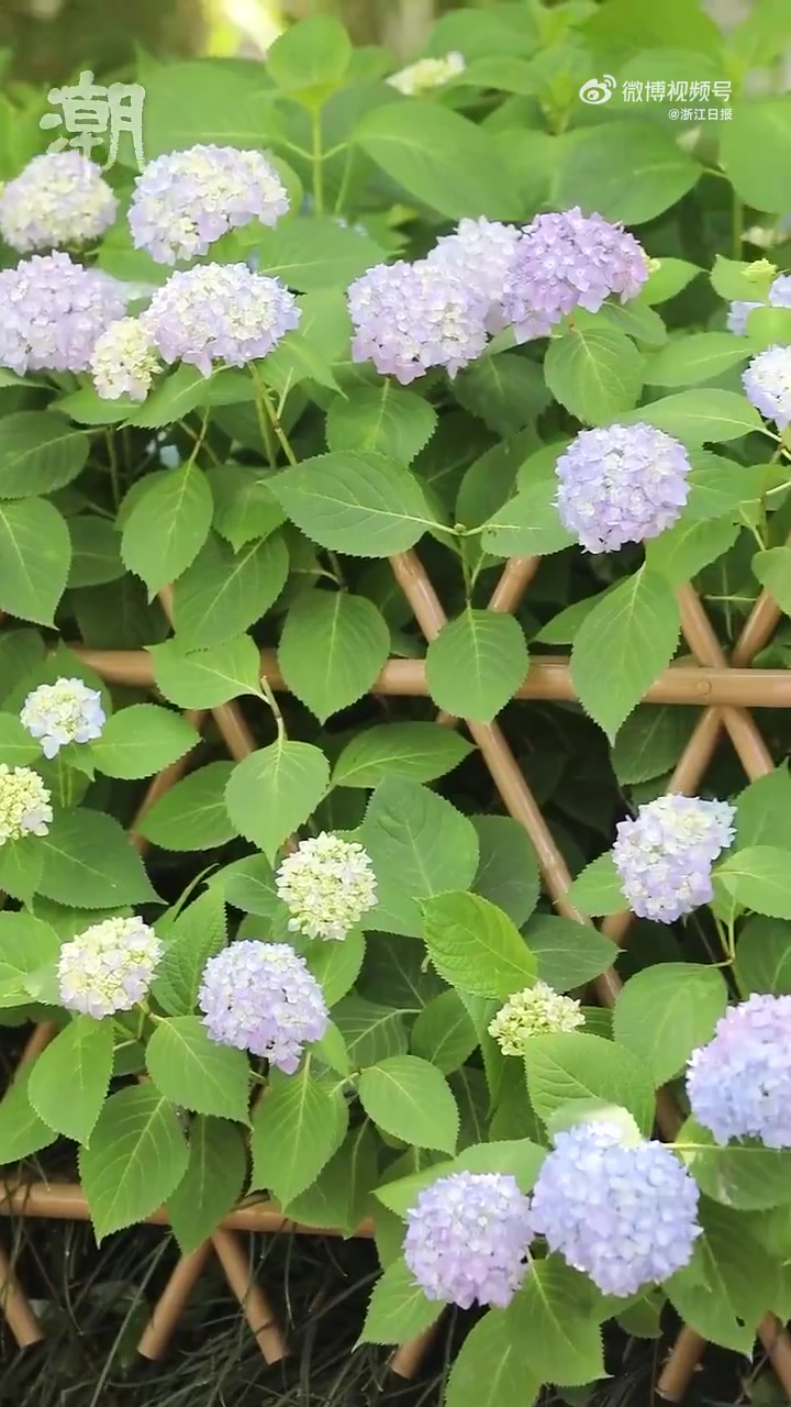 太美了绣球盛放如满树长满棉花糖5月15日杭州城东公园里的绣球花已经