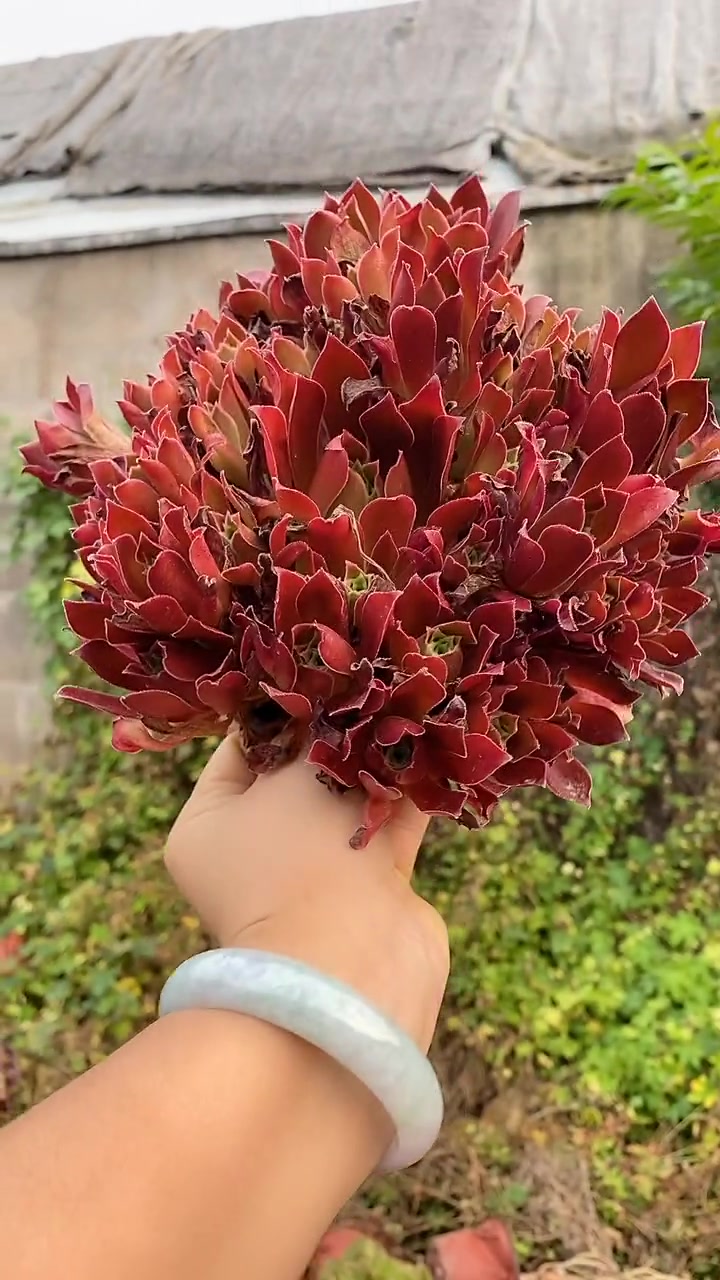 火红火红的凤凰法师