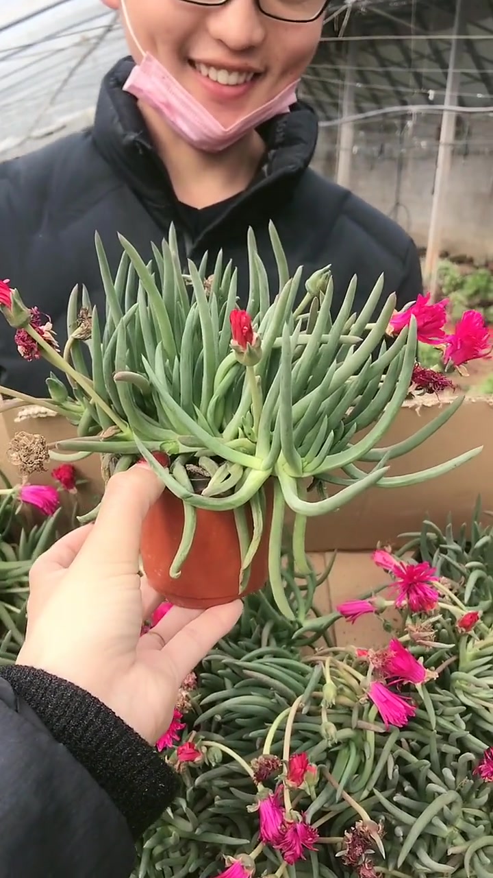 奔龙今年最火的一个品种,最大的特点是一年三季开花,出太阳花朵打开