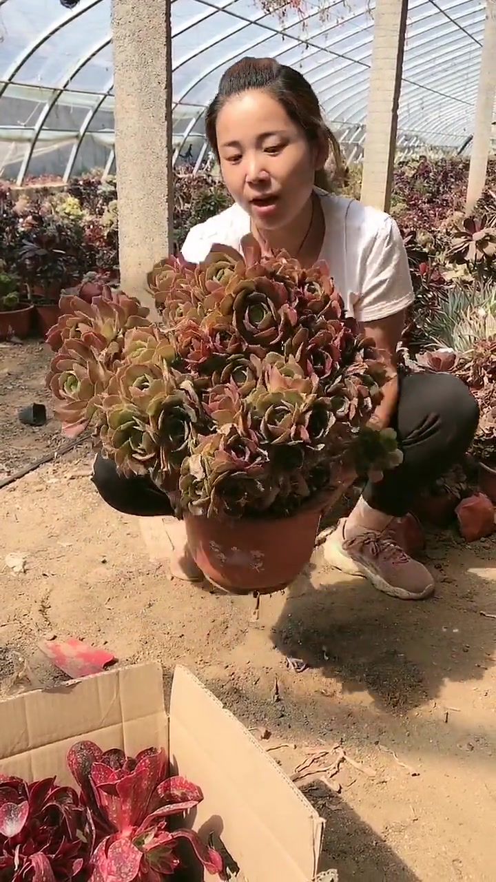 邵羞法师,一年四季变化最大的品种,快来给辛勤的园丁点个赞