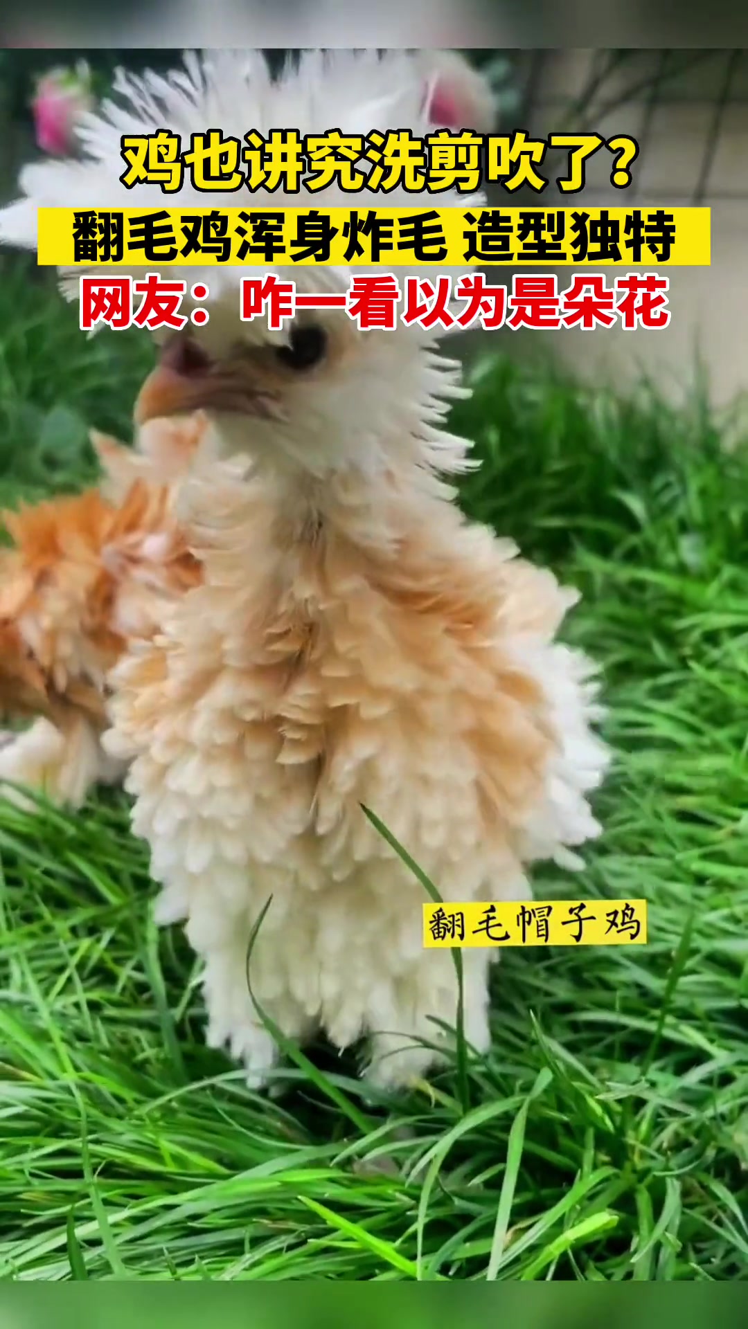 网友分享浑身炸毛的翻毛鸡,咋一看以为是一朵花.