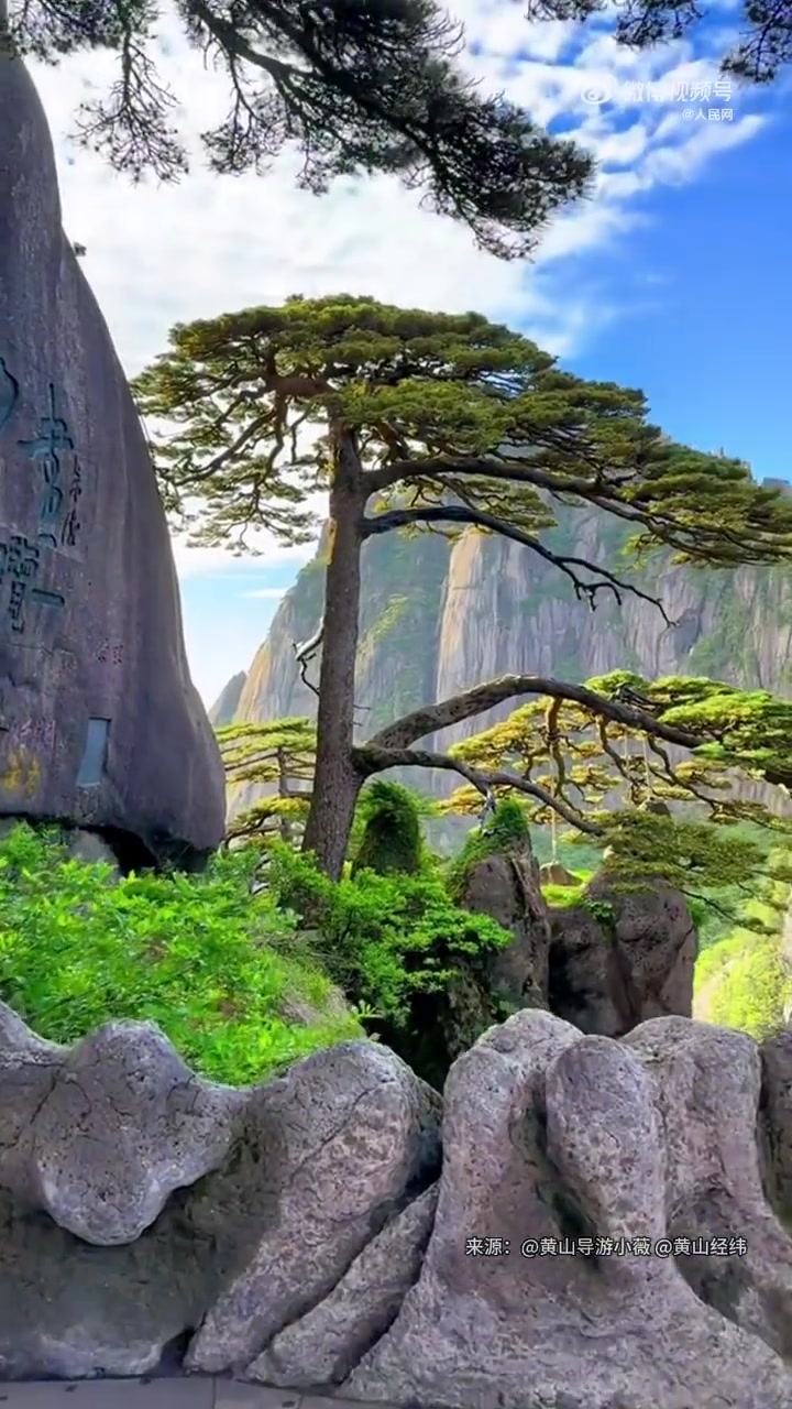黄山千年迎客松开花」近日,黄山千年迎客松开花了,守松人检查开花情况
