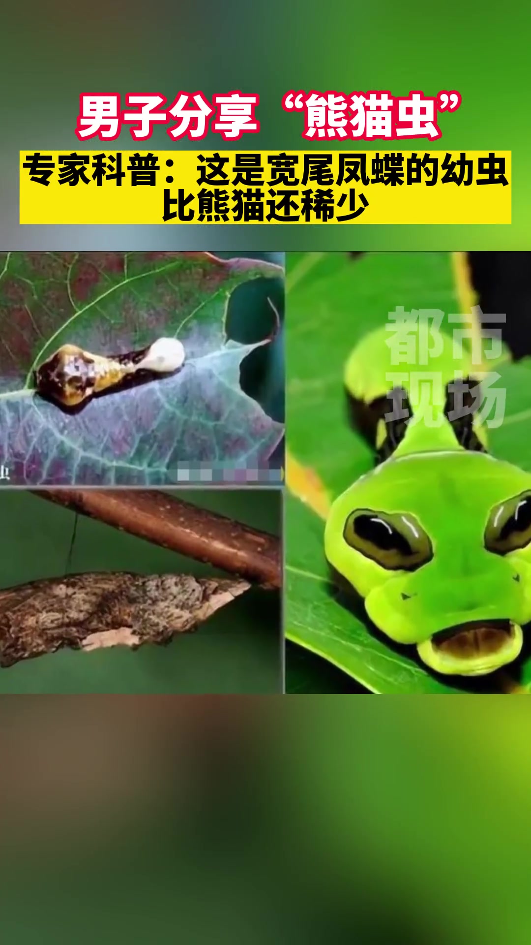 男子分享"熊猫虫",专家科普:宽尾凤蝶幼虫,国家二级保护物种 动物