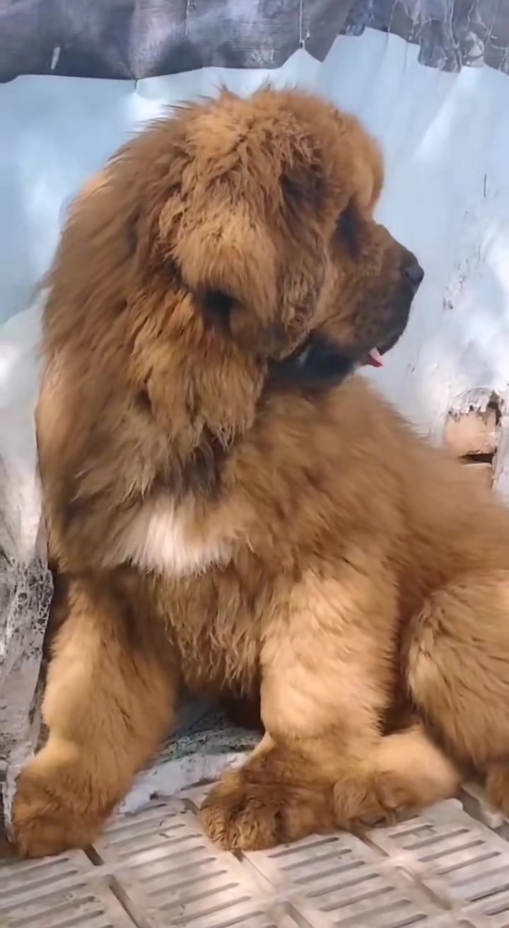 纯种红藏獒三个半月