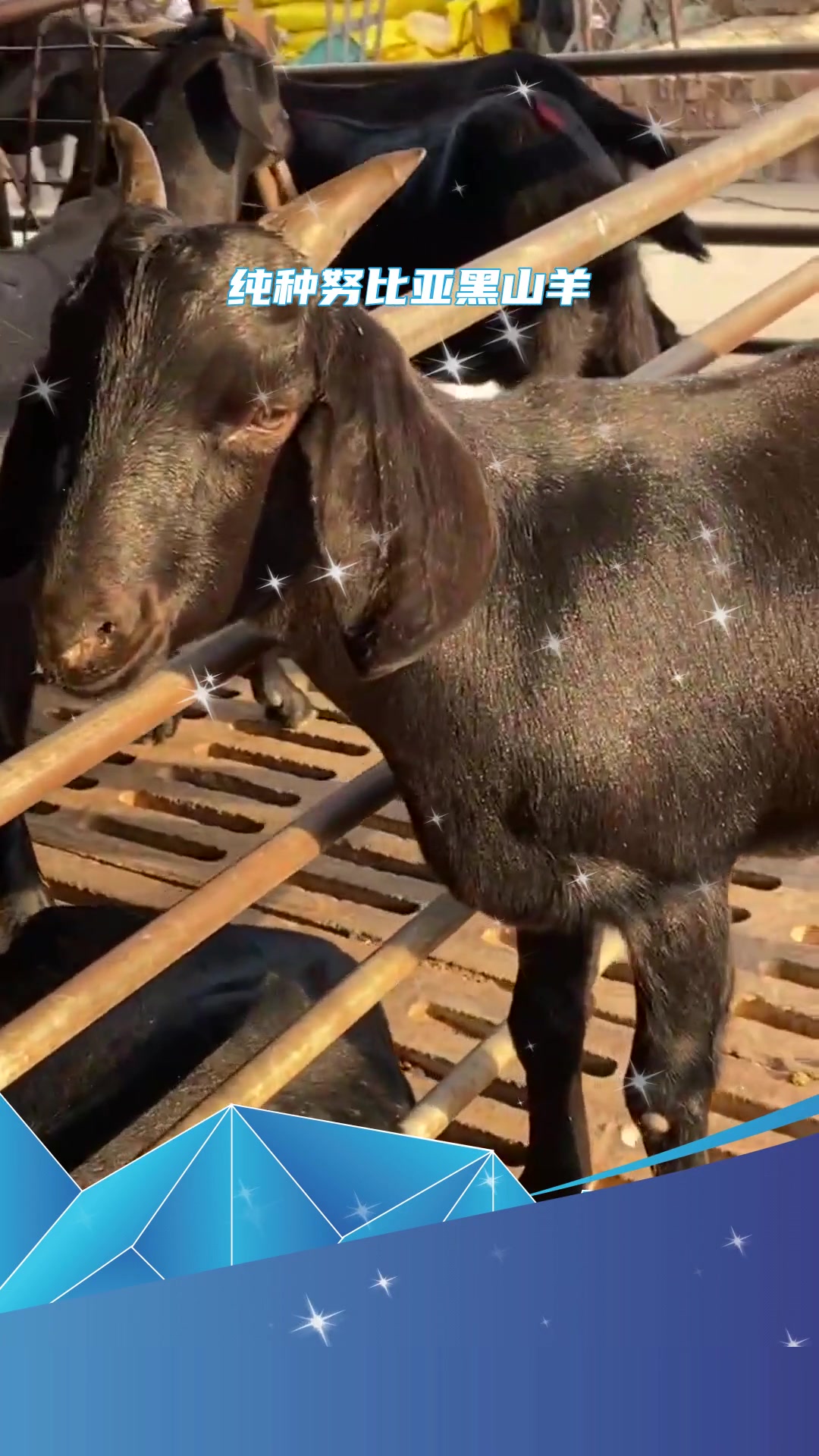 养殖知识纯种黑山羊耐粗食 好饲养-度小视