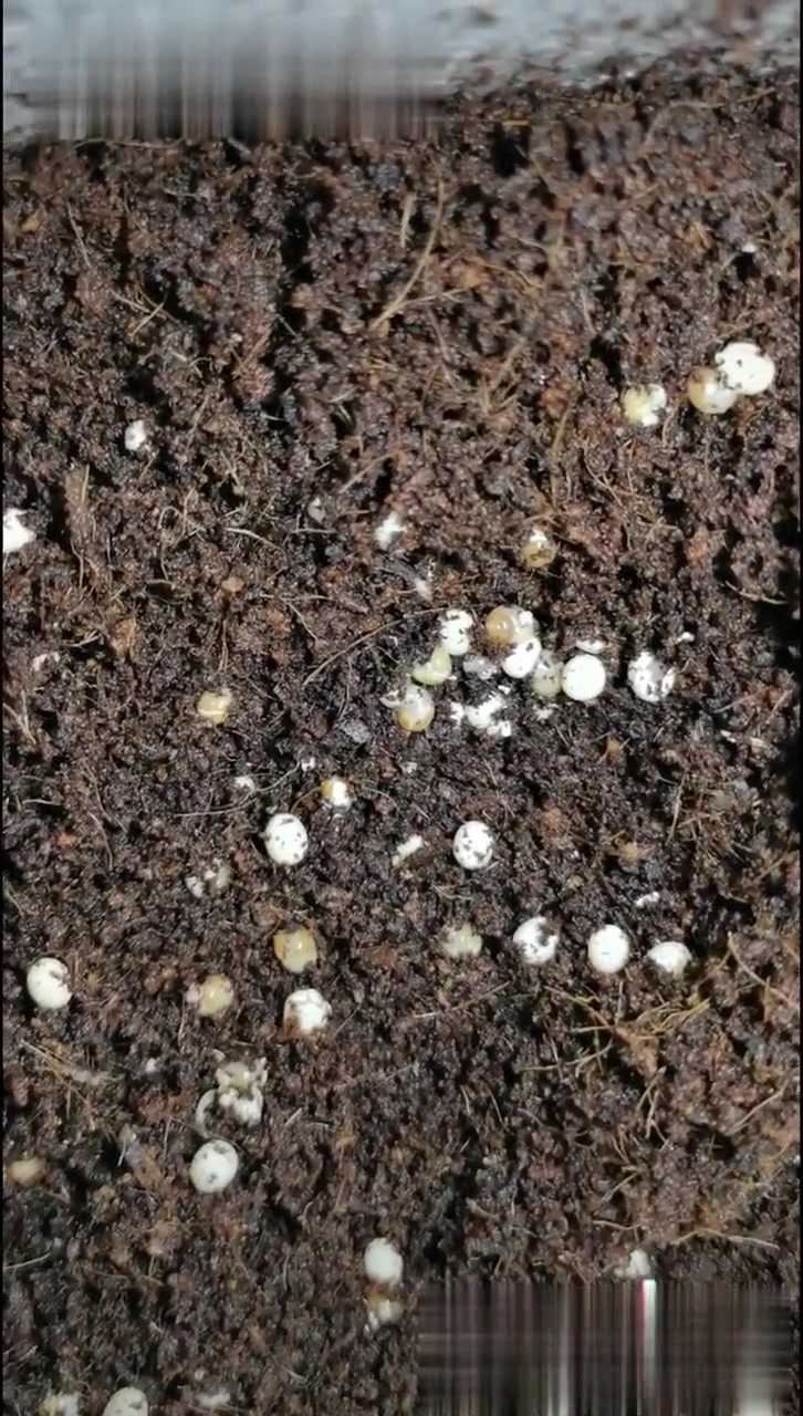 蜗牛卵孵化方法