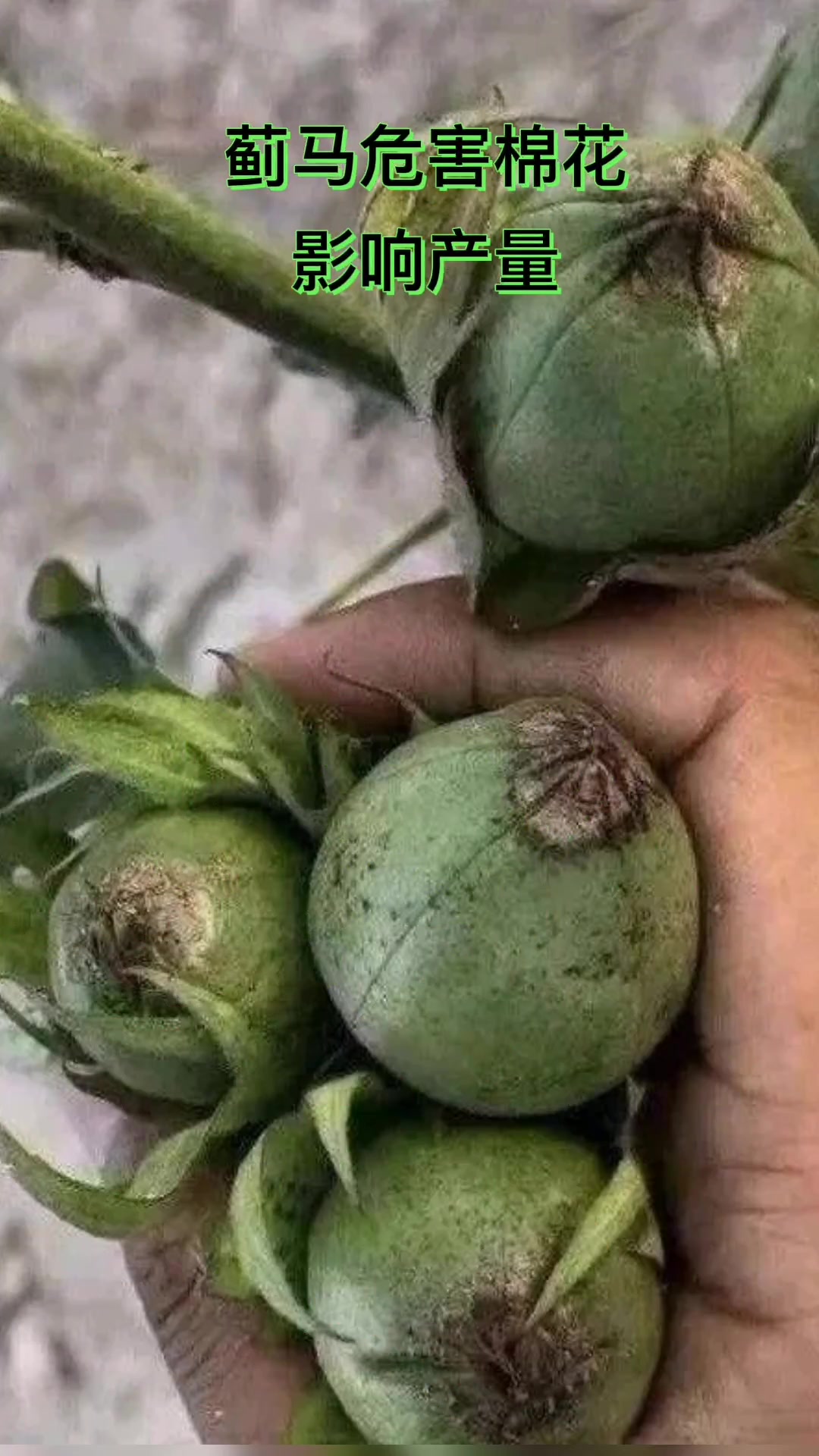 是传粉的,请你认真看完这段视频,你就不乱说了 棉花 花蓟马 蓟马危害