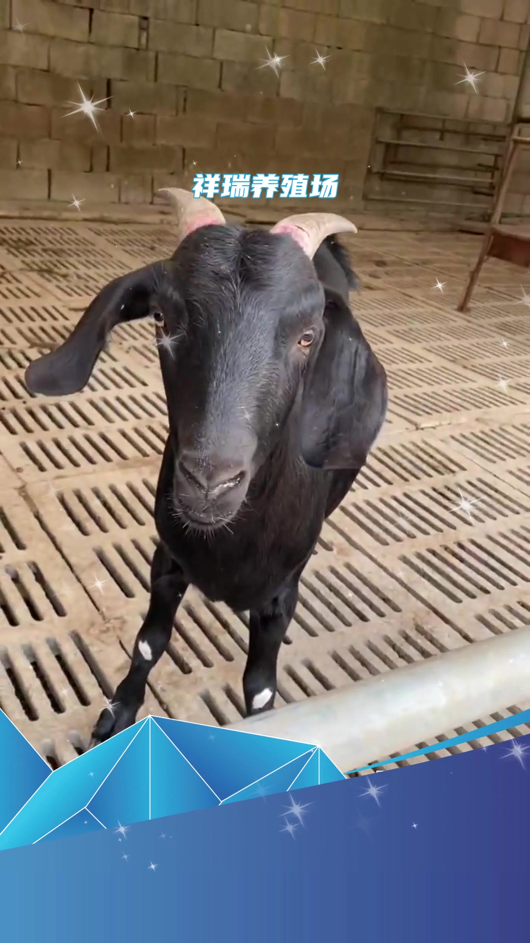 养殖知识纯种黑山羊耐粗食 好饲养-度小视