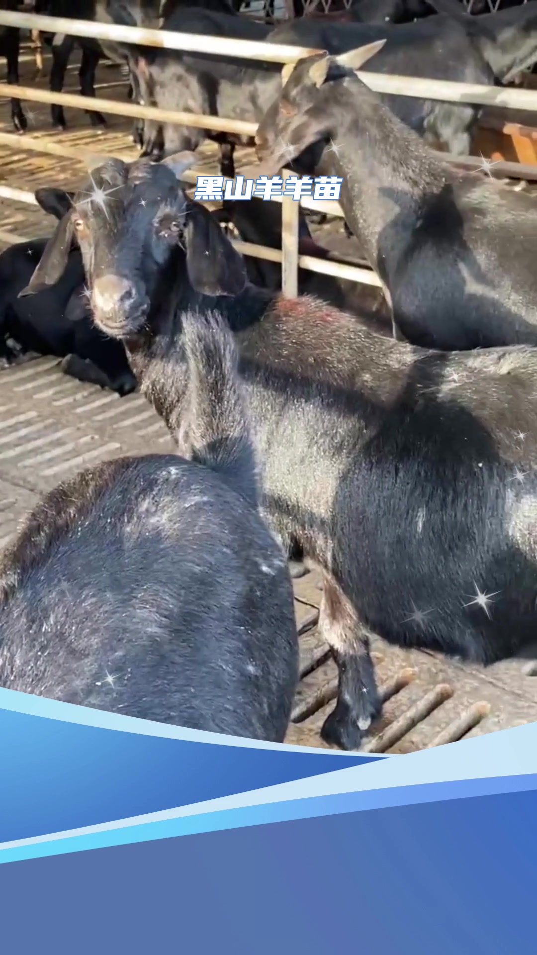 养殖知识纯种黑山羊耐粗食 好饲养-度小视
