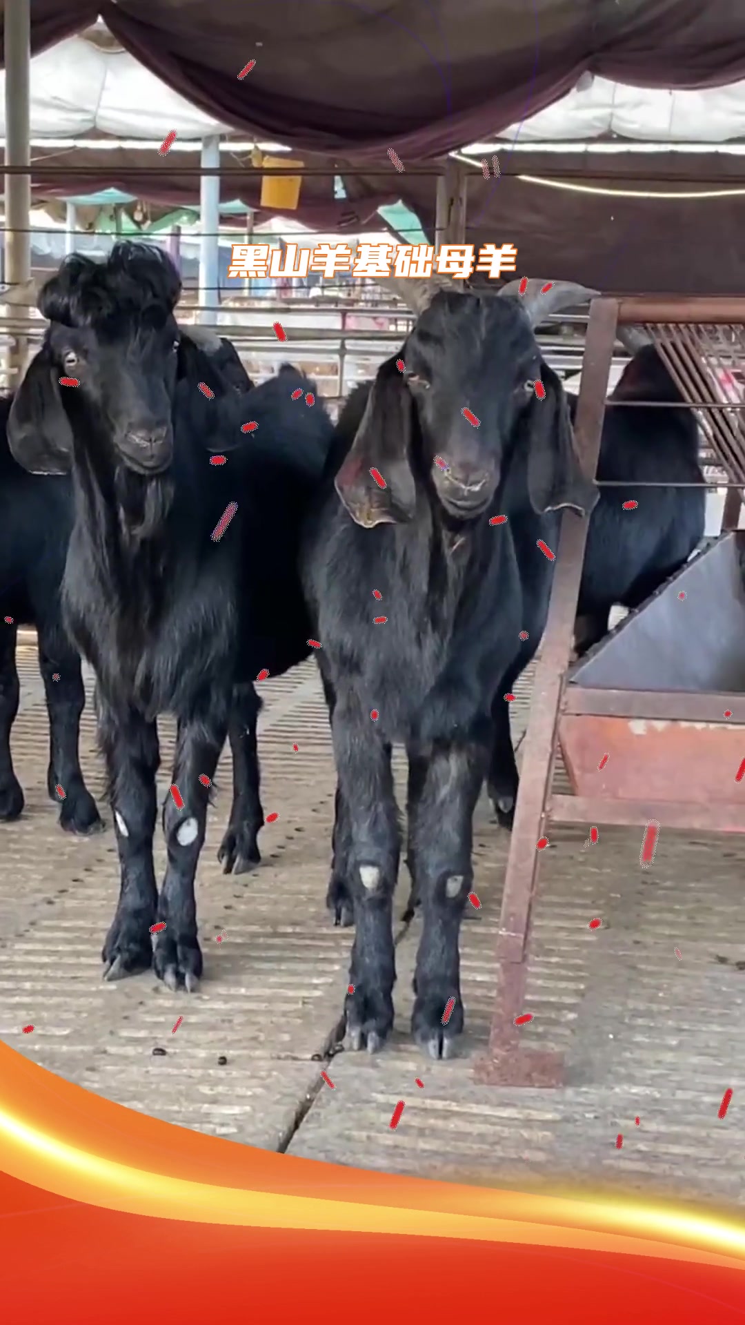 养殖知识纯种黑山羊耐粗食 好饲养-度小视