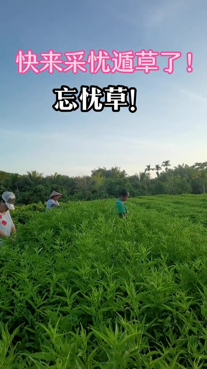 忧遁草又名忘忧草,神仙草,续命草,还有不认识的朋友吗?快问问度娘吧!