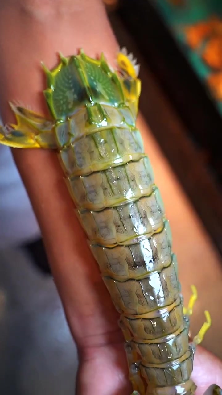 潮汕失传菜——溏心富贵虾,虾膏居然比虾肉还饱满?鲜绝了!