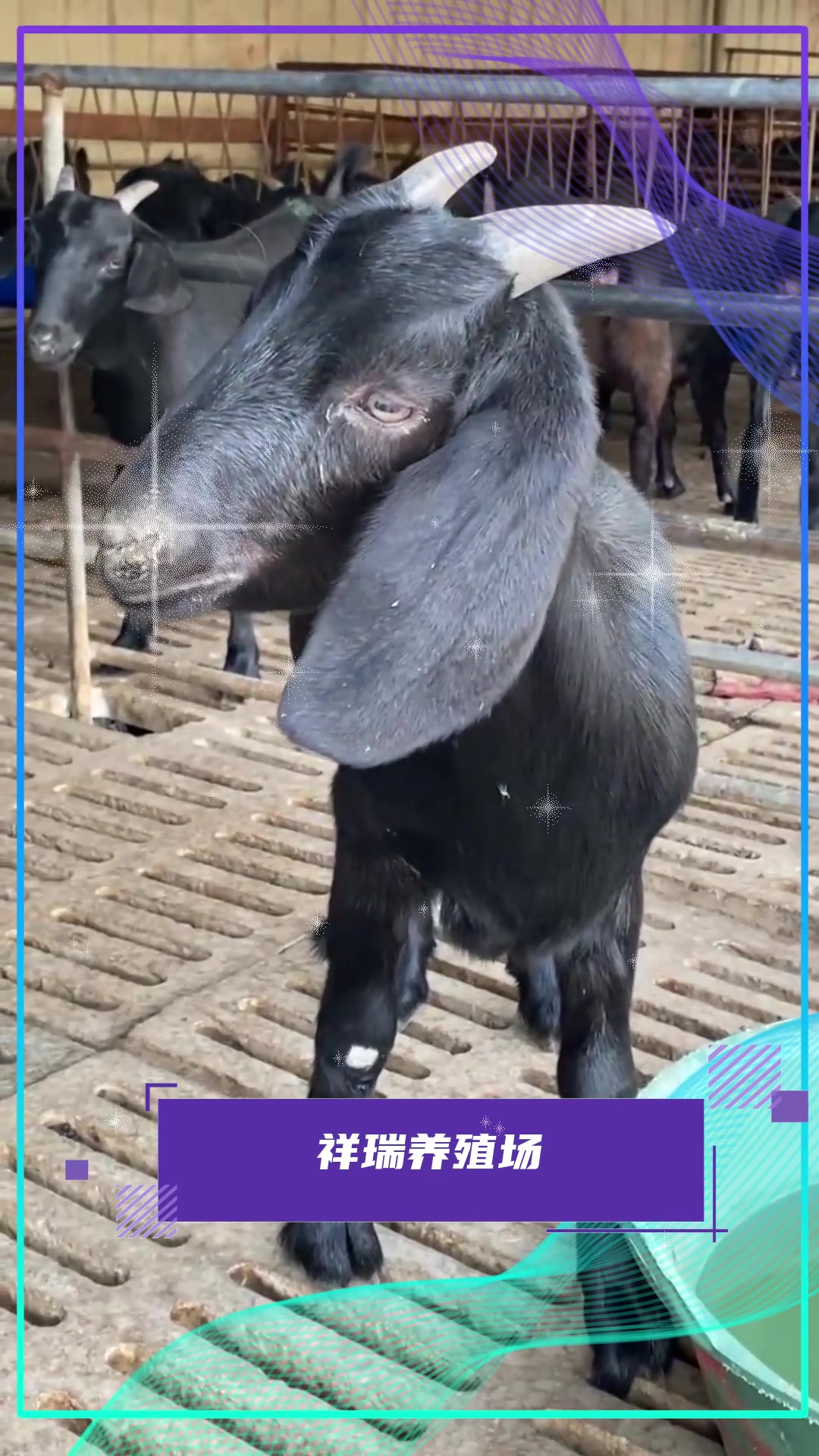 养殖知识纯种黑山羊耐粗食 好饲养-度小视