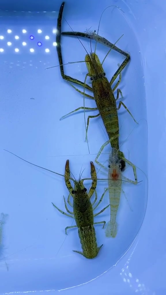 大眼贼,黑壳虾,小龙虾,秀丽白虾-度小视