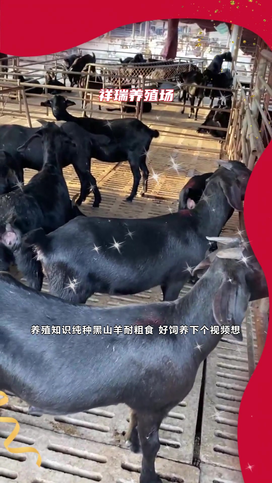 养殖知识纯种黑山羊耐粗食 好饲养-度小视