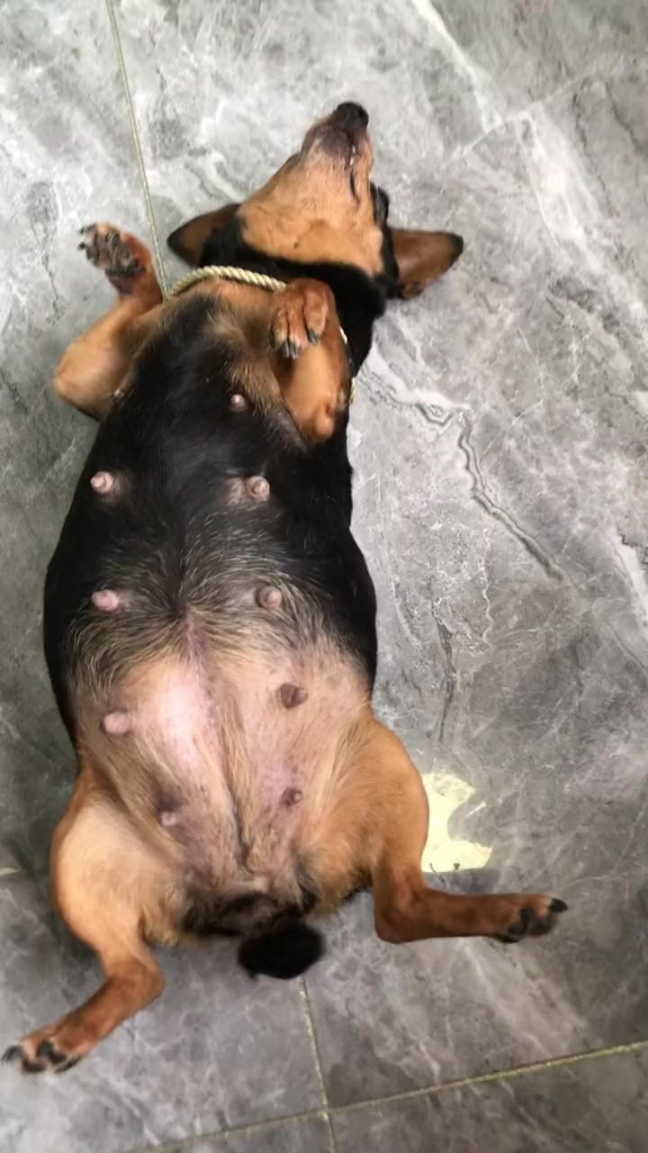 孕期55天 小鹿犬 狗狗 最萌小鹿犬 待产狗狗