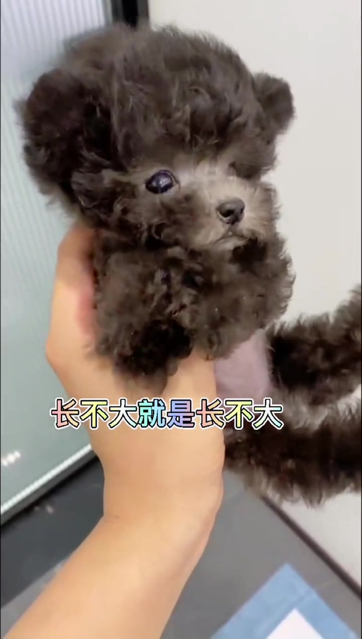 不要问我我也不知道 茶杯犬 茶杯泰迪 立耳茶杯犬 蒋哥挑宠