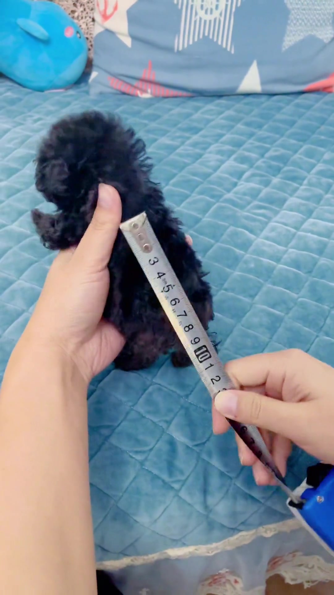 银灰色泰迪弟弟 立耳茶杯犬 茶杯泰迪 蒋哥挑宠 茶杯立耳灰泰迪 茶杯