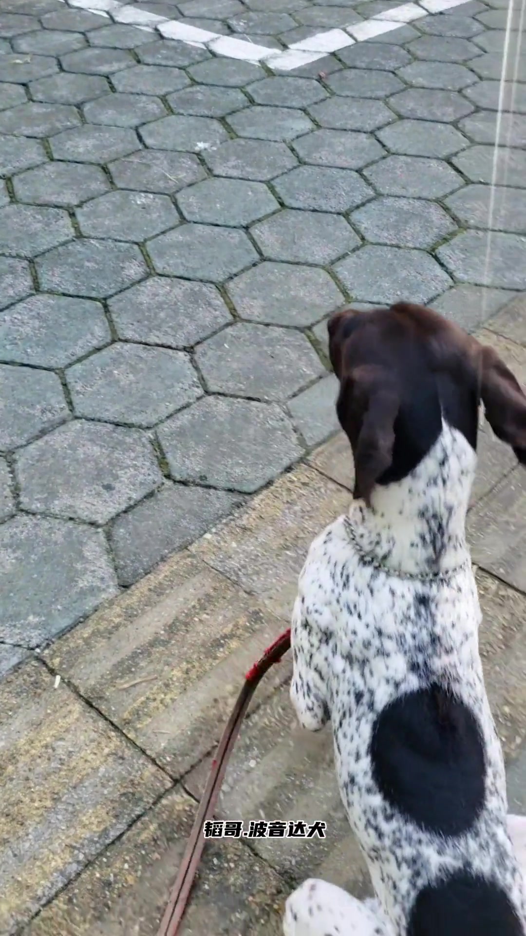 而且激动得发抖,其实就是怕它把其他的小狗踩伤了 波音达训练 vlog
