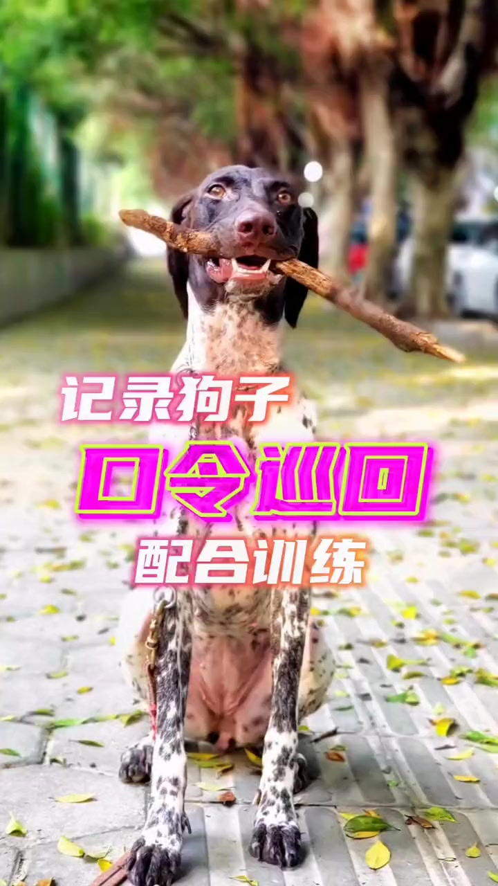 为了不打草惊蛇户外的口令巡回比较重要,试着调教一下 波音达训练 萌