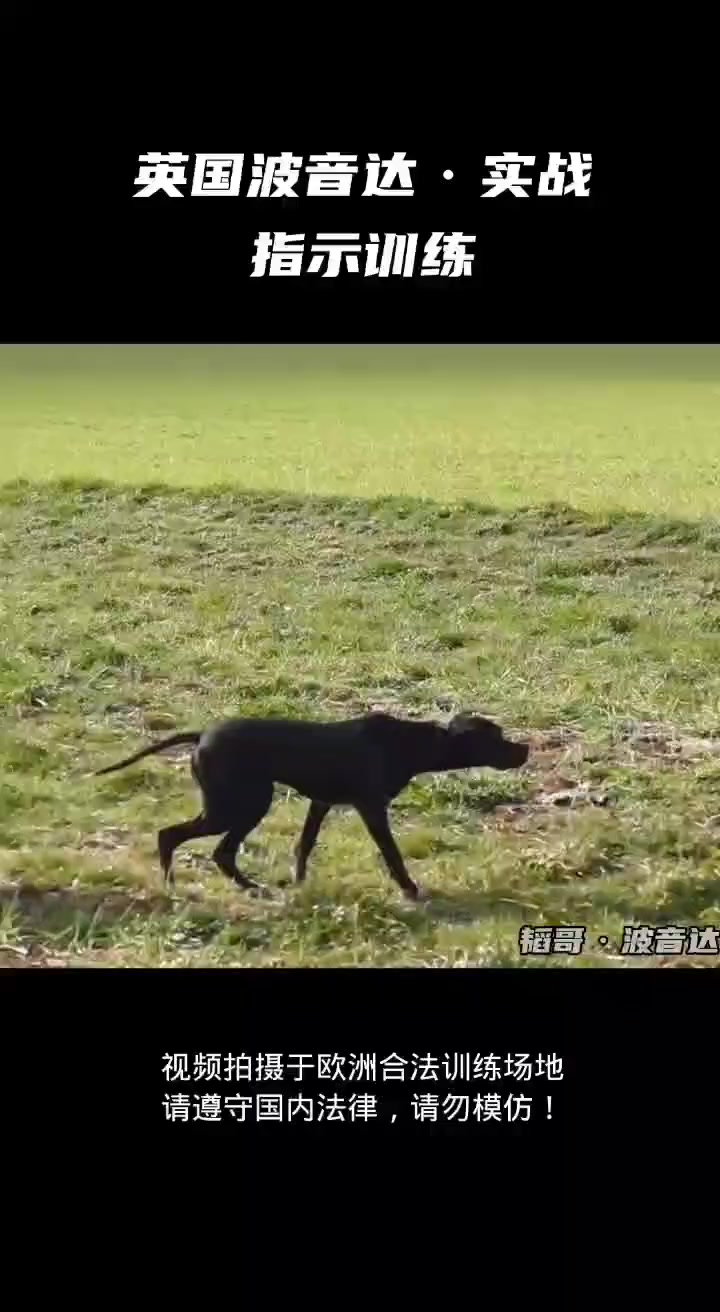 英国波音达猎犬指示训练 战斗吧热血真男人 英国指示犬 萌宠