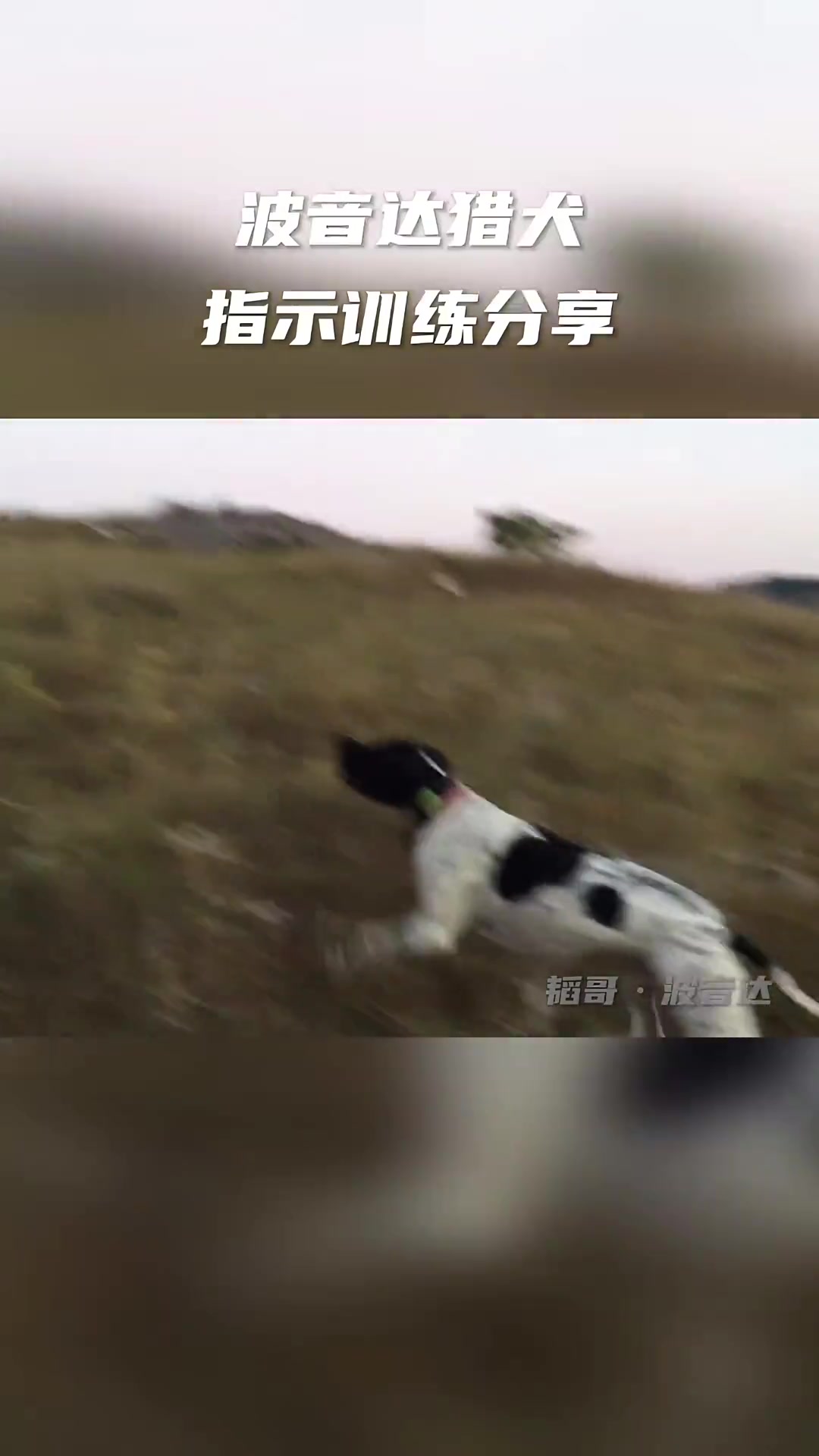 研究一下训练……波音达 指示犬训练 美得很自然 冠军戴表团
