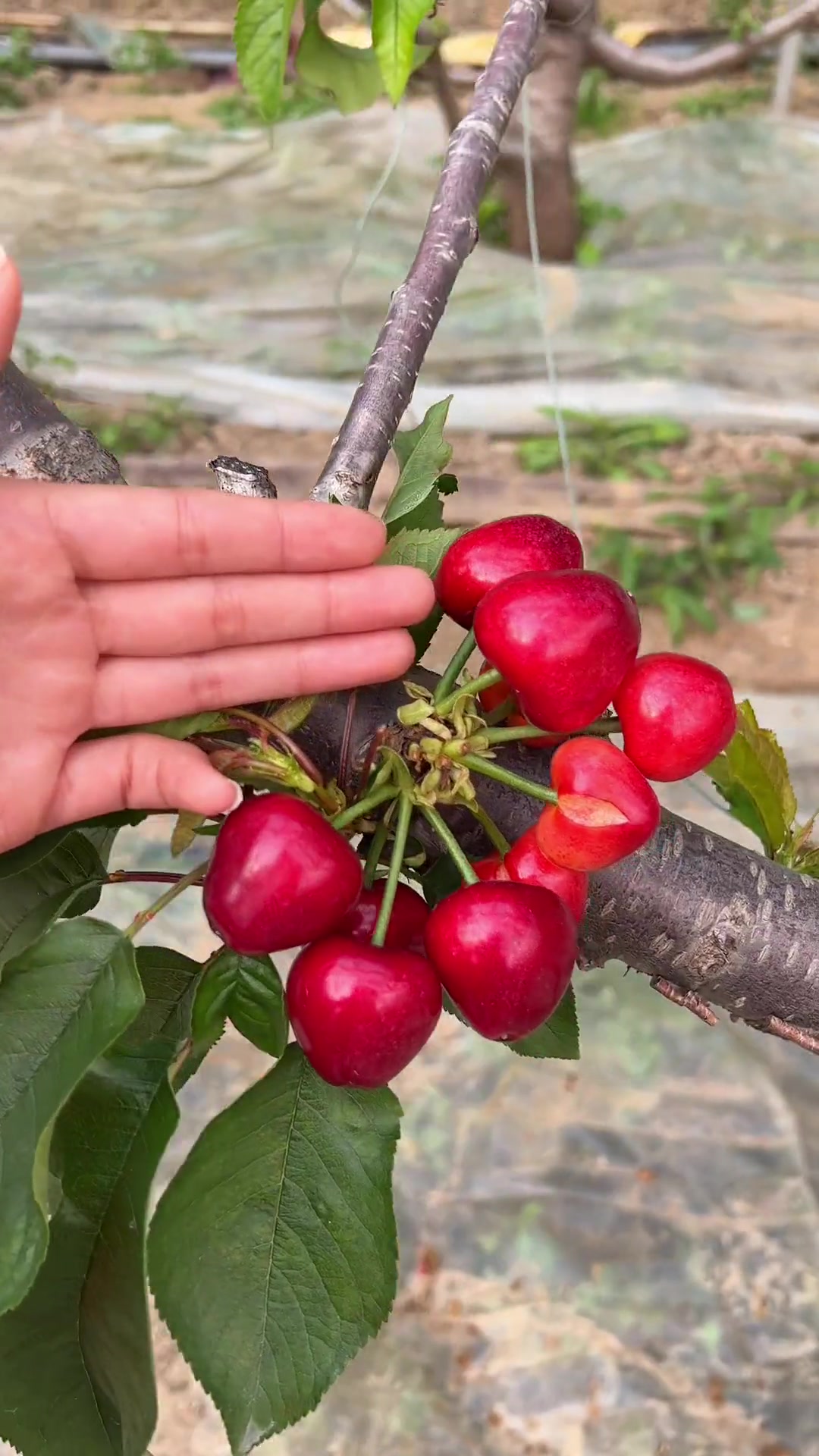 临朐大樱桃熟啦 樱桃 新鲜采摘 临朐大樱桃 大樱桃-度小视