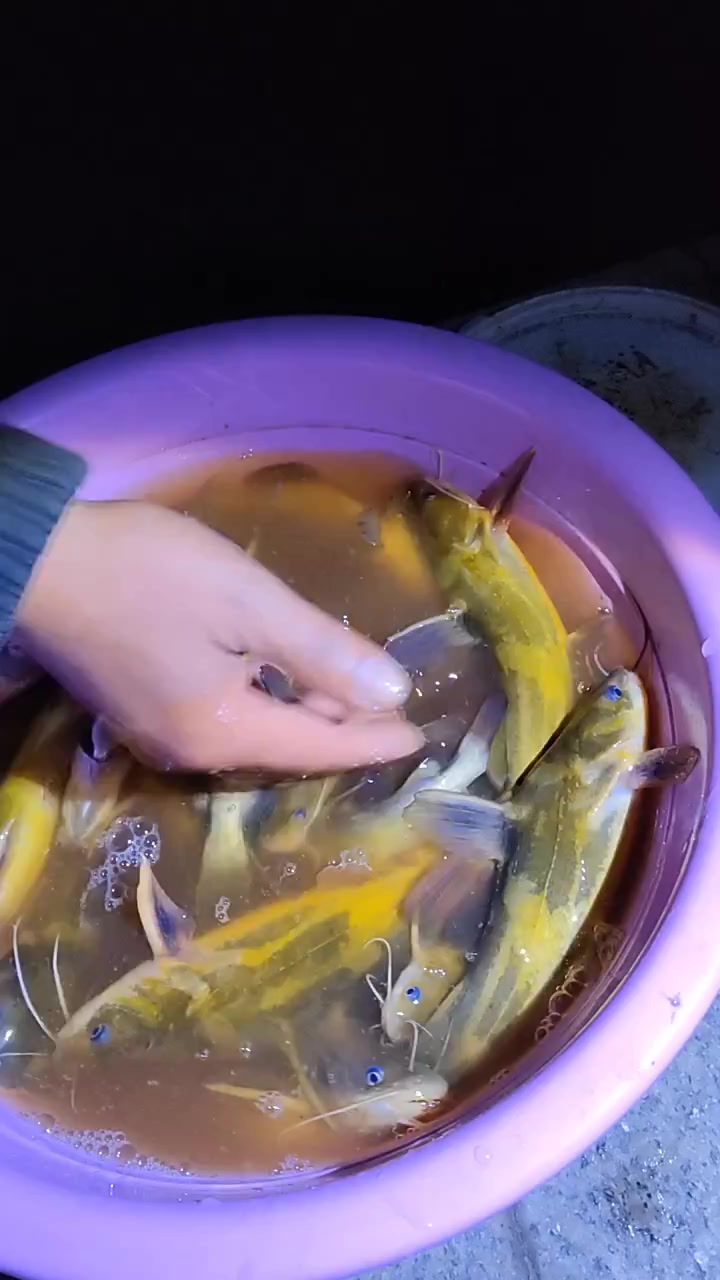 老钓友分享钓嘎鱼技巧,只要水里有黄辣丁,想钓多少钓多少