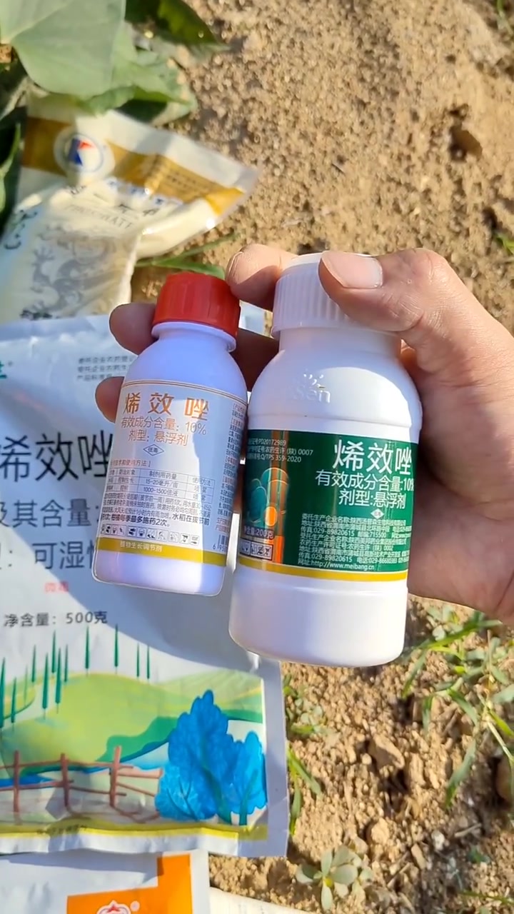 红薯控旺烯效唑控旺效果好残留低增产明显