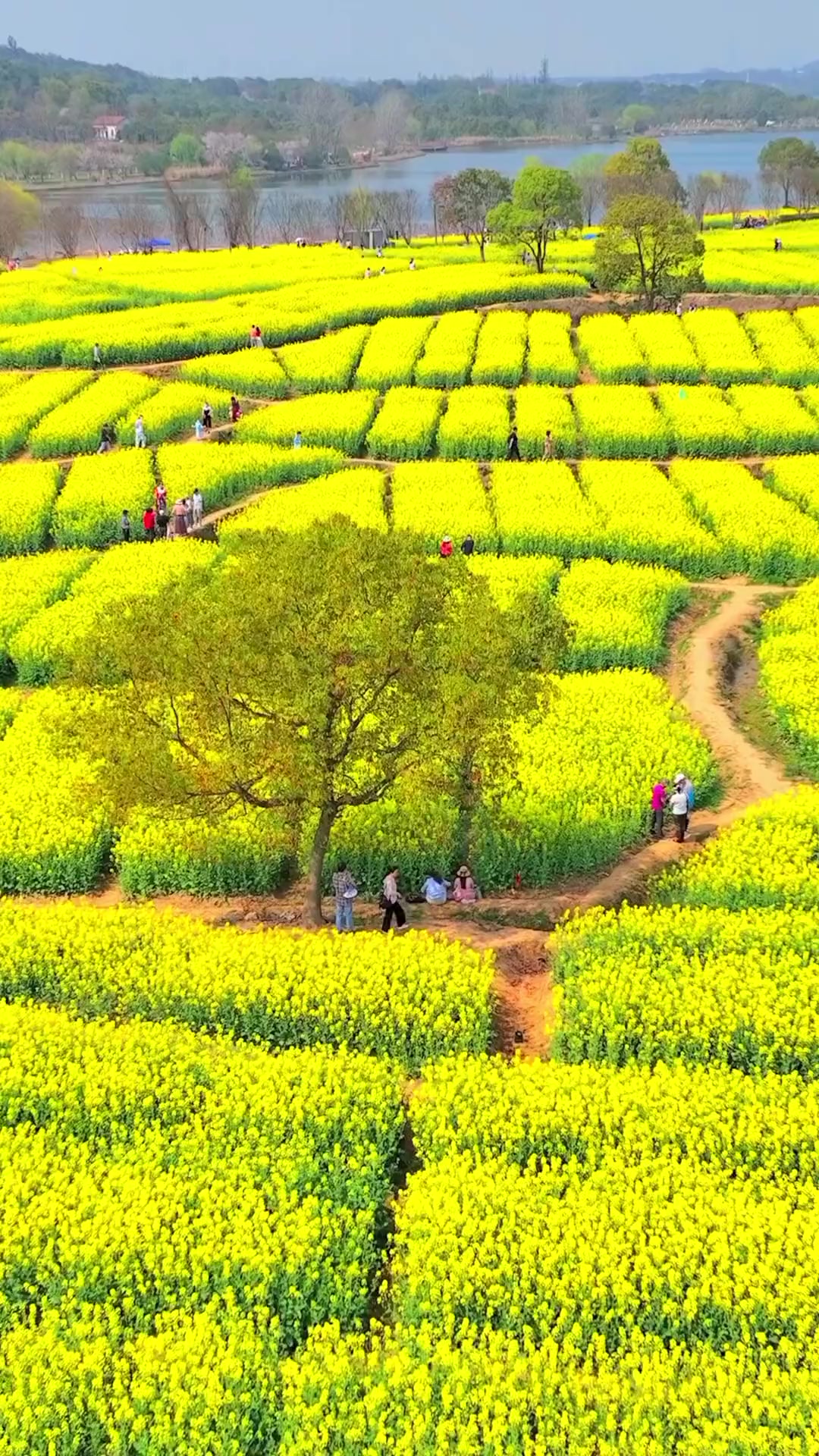 武汉森林公园油菜花迎来最佳观赏期而且不要门票错过在等一年快带上
