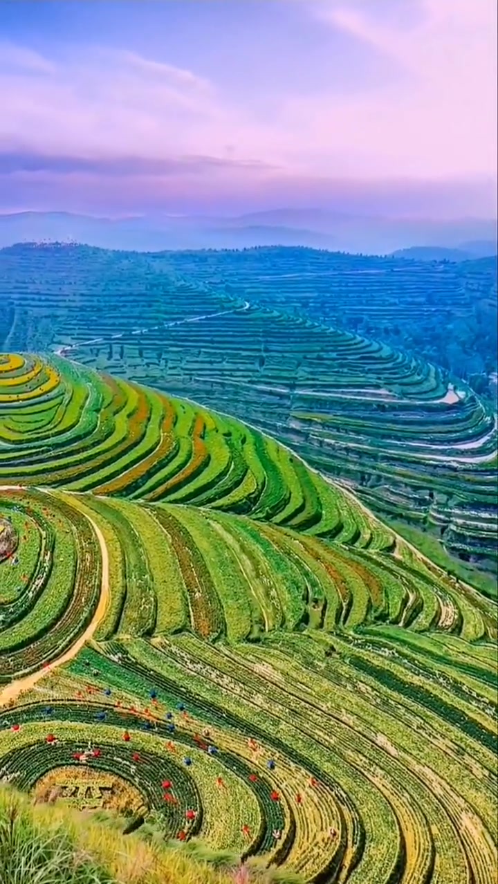 金鸡坪梯田 旅行 带你看风景  小助手