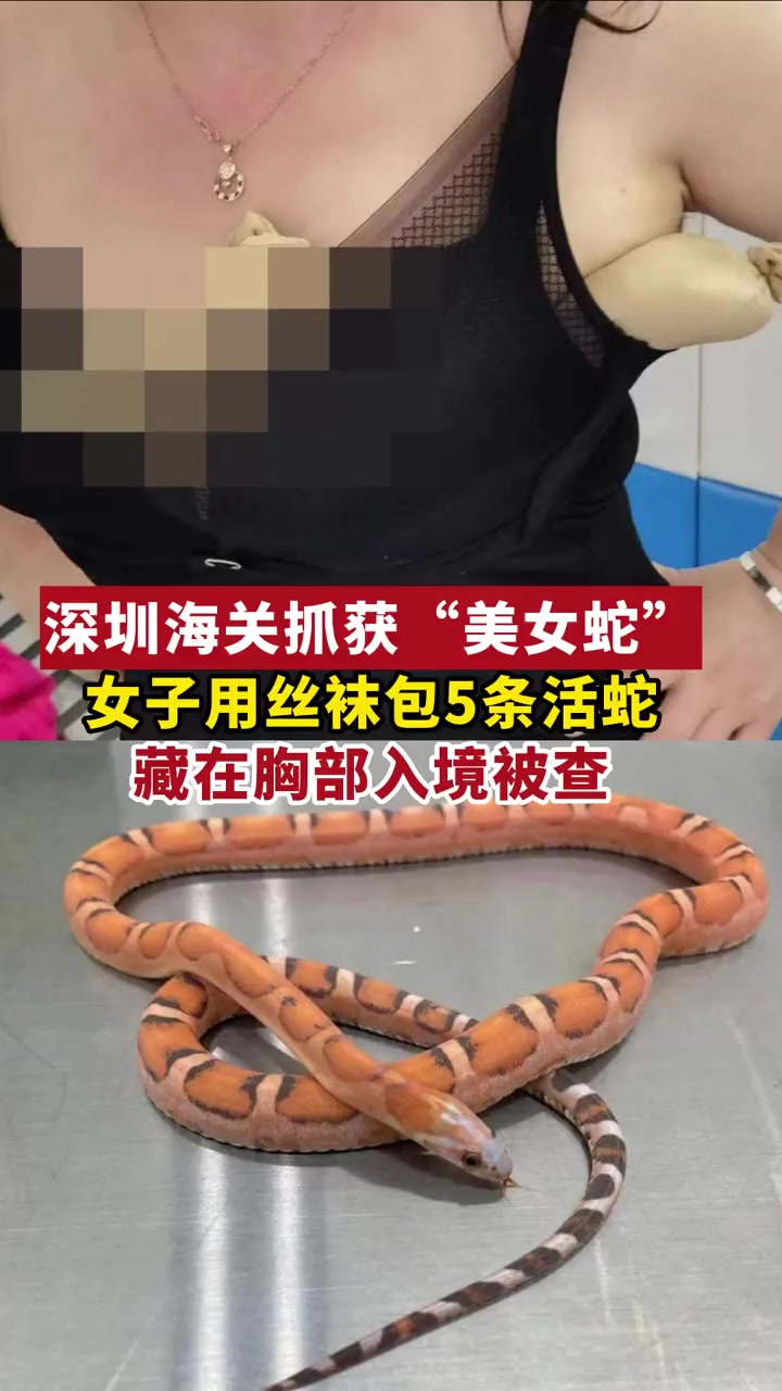 深圳海关抓获美女蛇女子用丝袜包5条活蛇藏在胸部入境被查蛇惊不惊喜