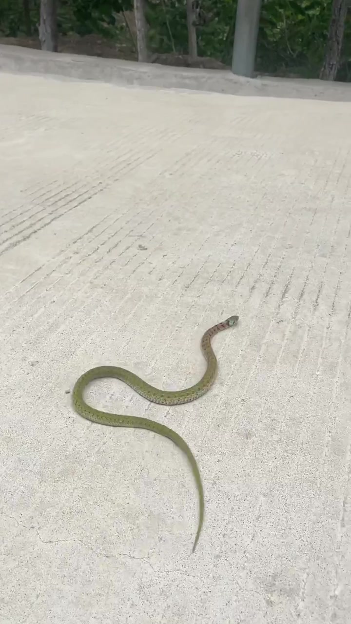 路上遇到一条小绿蛇,要不是我提醒就被车撞了-度小视