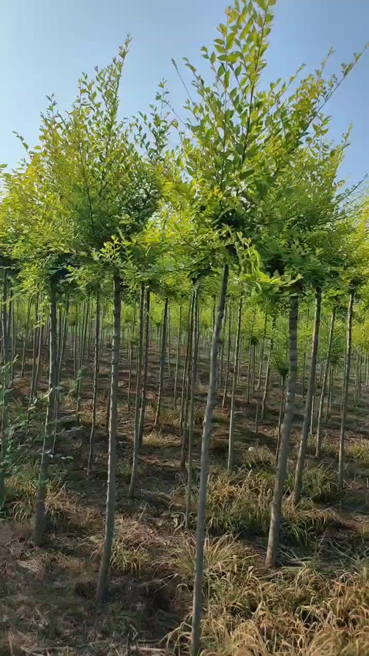 5—3.5公分 高接金叶榆 辽宁种植基