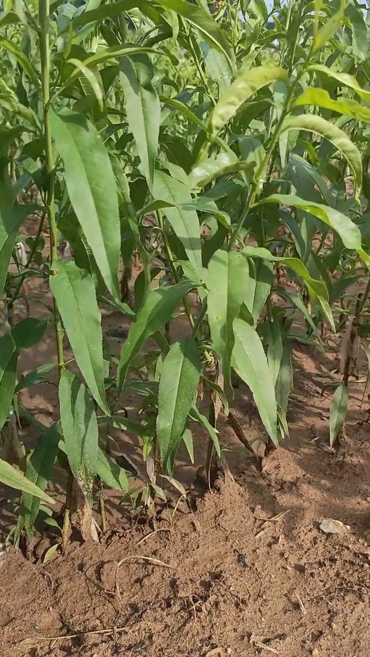 沙土地新茬地育苗,各种品种桃树苗基地