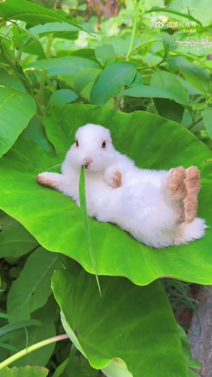 「悠闲!小兔子躺荷叶主打一个惬意」小布分享 累了吗?
