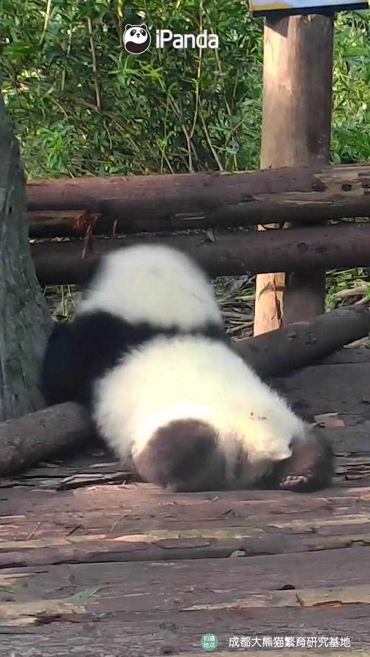 大熊猫跌跌撞撞奔向你是什么感受「心」」熊猫宝宝刚学会走路一步一摔