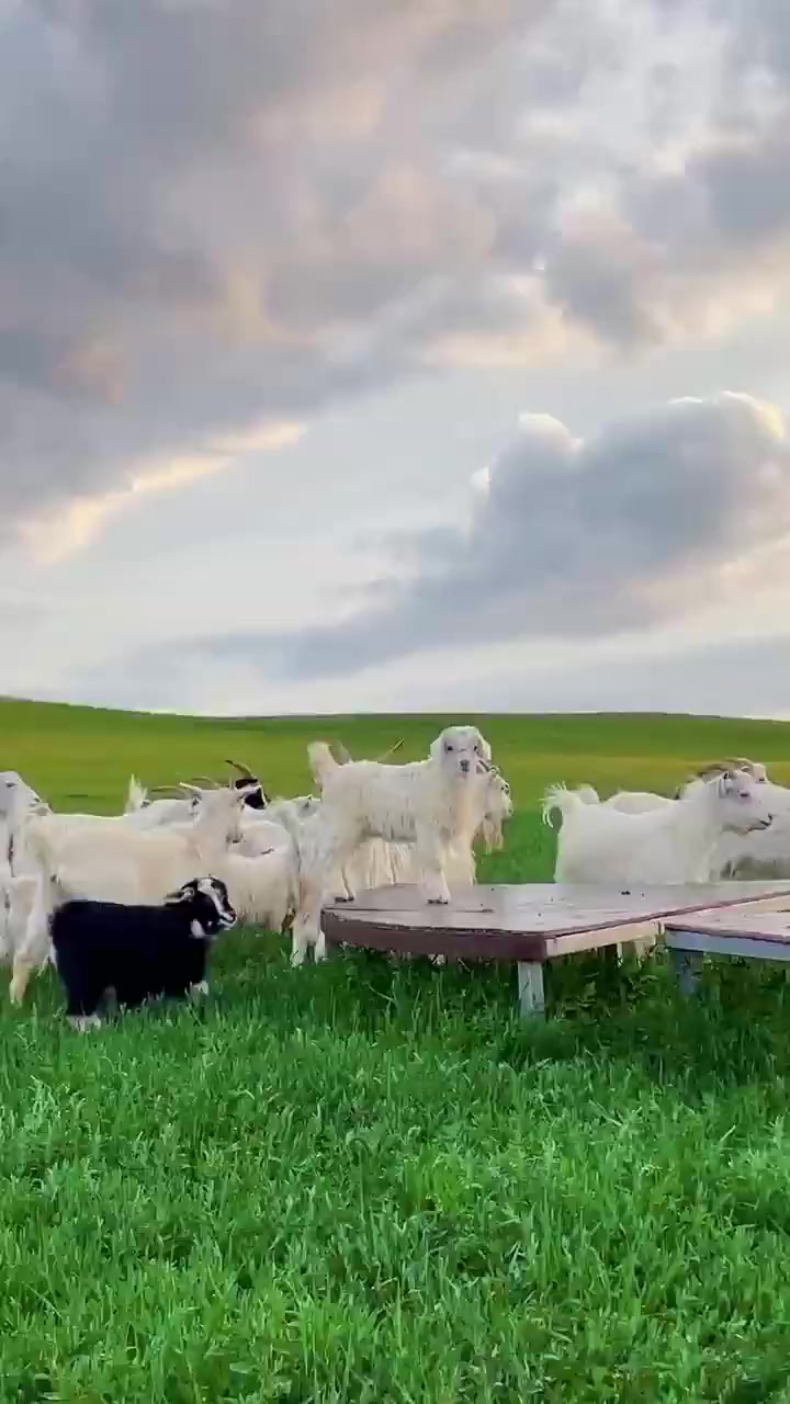 在内蒙古这边～草原这边有一群羊精灵