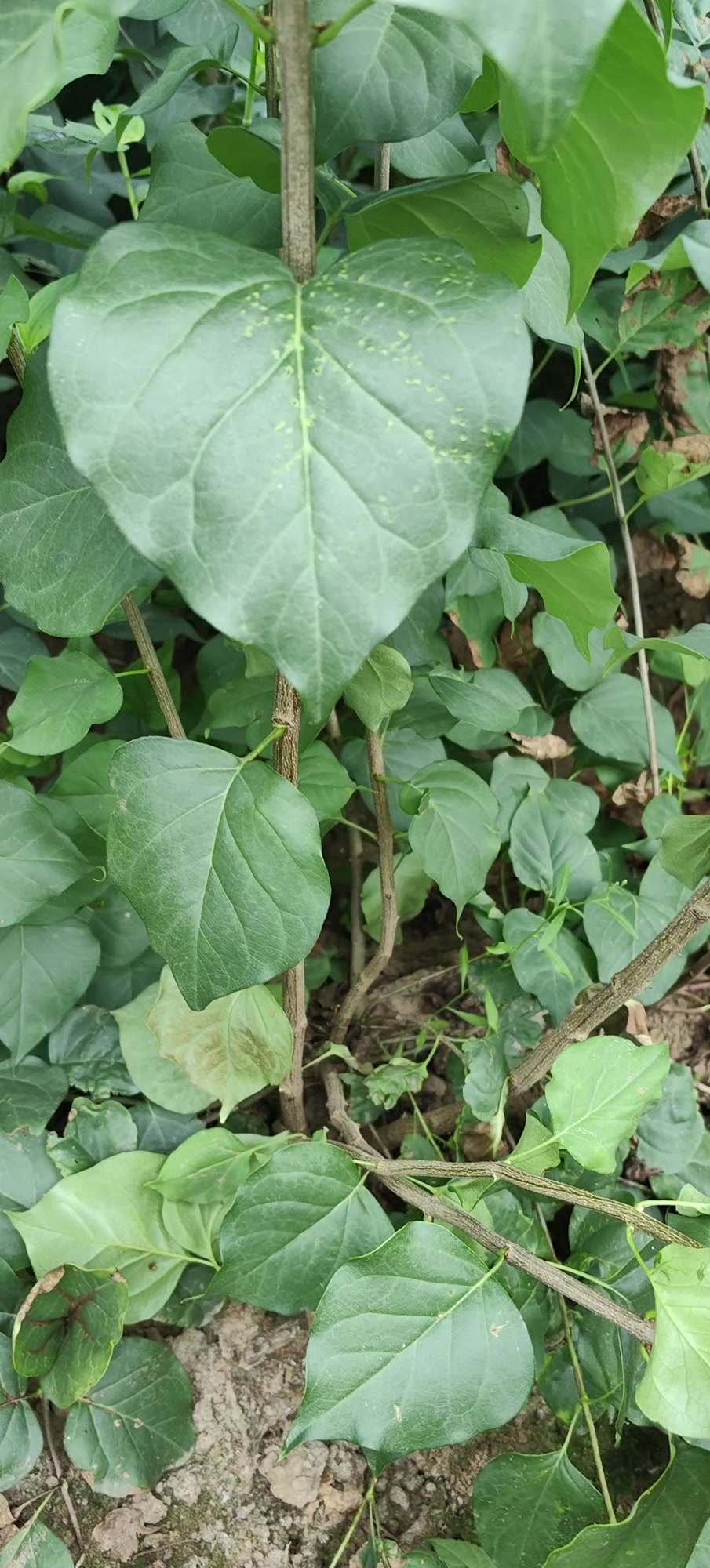 丛生紫丁香 大叶丁香大墩 辽宁种植合作社大量批发-度小视