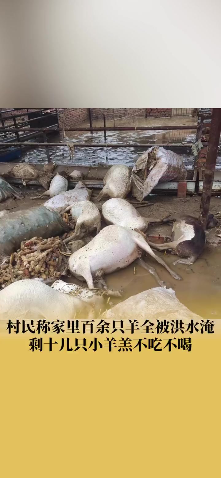 村民称300多只羊洪水淹剩十几只羊羔 社会 洪水-度小视
