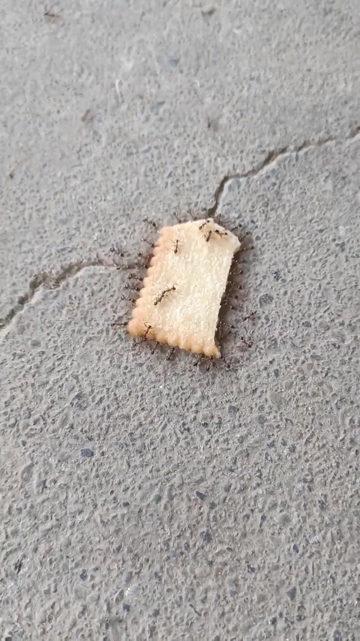 蚂蚁团结协作搬饼干,有几只在四周不停跑 蚂蚁 小小蚂蚁力量大-度小视