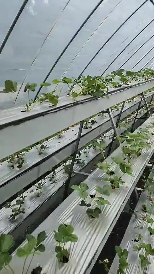 草莓立体种植槽 大棚草莓栽培槽幼苗的栽种-度小视
