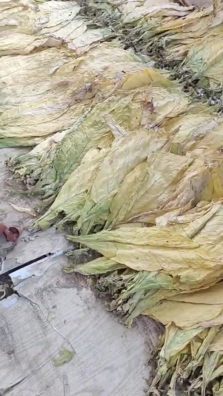 稳温时间不够,容易烤青 满房黄 满房黄少霉烂青筋挂灰 满房黄烟叶更